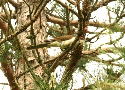 445 - BLACK-BILLED CUCKOO (6-2-2018) isabella co, mi -04