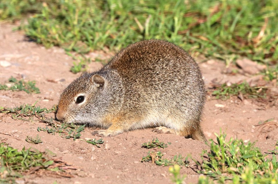 GROUND-SQUIRREL, WYOMING (Spermophilus elegans) (7-18-2020) cottonwood lake road out of smoot, lincoln co, wy -02