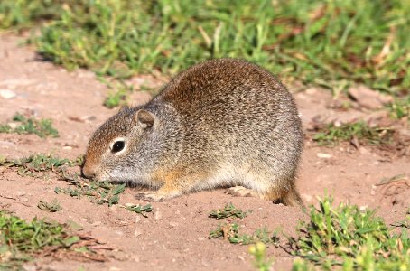 GROUND-SQUIRREL, WYOMING (Spermophilus elegans) (7-18-2020) cottonwood lake road out of smoot, lincoln co, wy -02