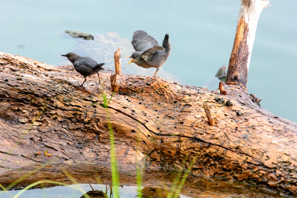 American dipper (Cinclus mexicanus) adult and juvenile at Trout Lake