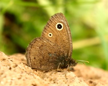 WOOD-NYMPH, SMALL (Cercyonis oetus) (8-14-2019) 9100 ft, hannigan meadow, apache-sitgreaves nat for, greenlee co, az -01