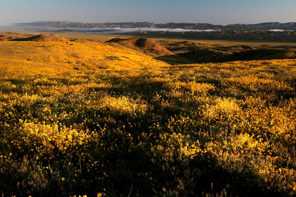 PADRONNES SPRINGS ROAD AREA, Carrizo Plain National Monument, San Luis Obispo Co, CA (4-9-2019) -44