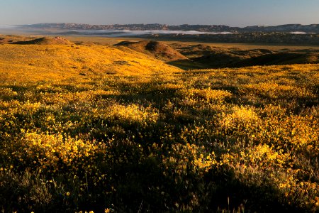 PADRONNES SPRINGS ROAD AREA, Carrizo Plain National Monument, San Luis Obispo Co, CA (4-9-2019) -44