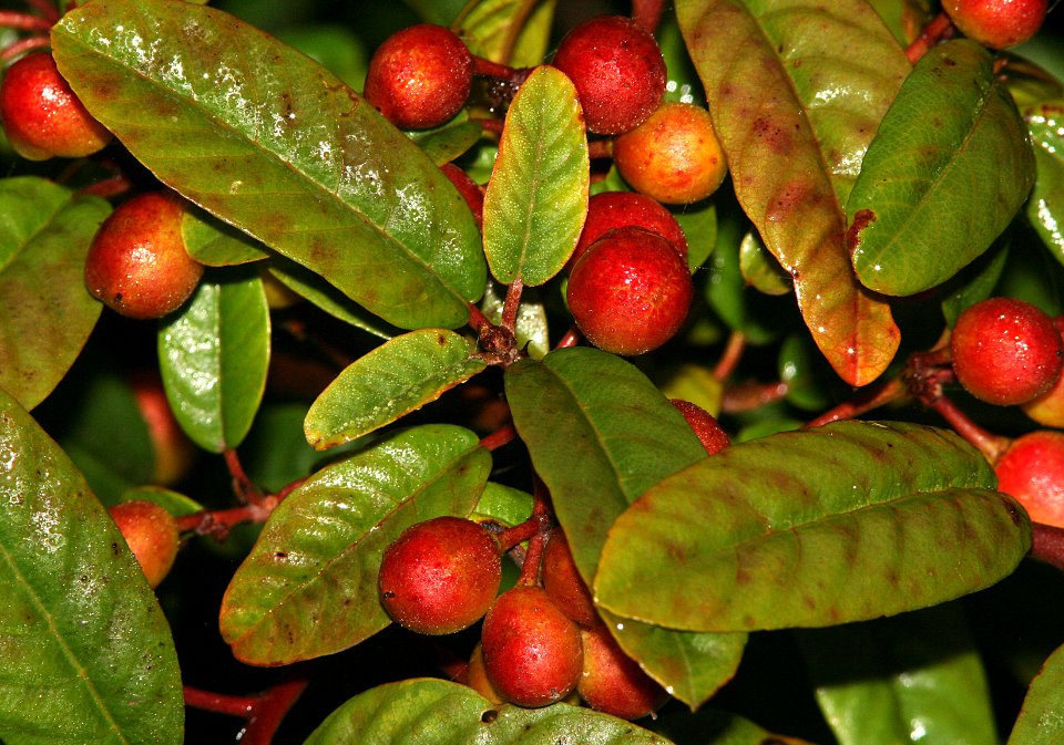 COFFEEBERRY, CALIFORNIA (rhamnus californica c) (9-5-07) coon creek -03