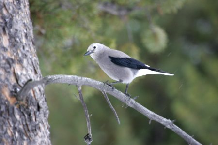 Clark's nutcracker