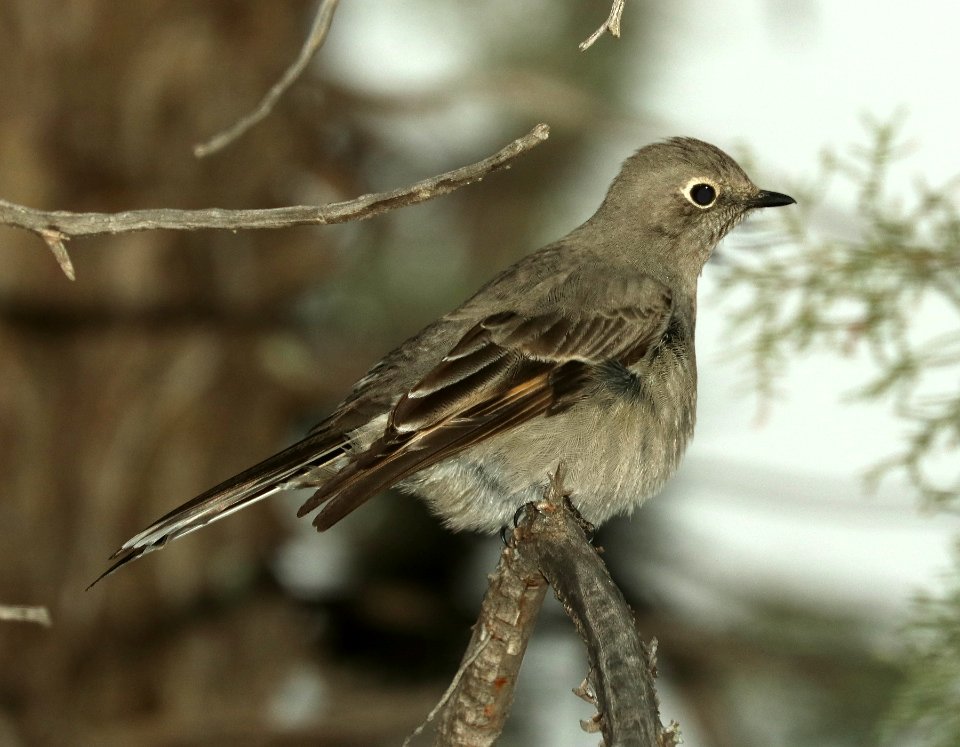 737 - TOWNSEND'S SOLITAIRE (2-14-2019) proctor road trail, madera canyon, pima co, az -03