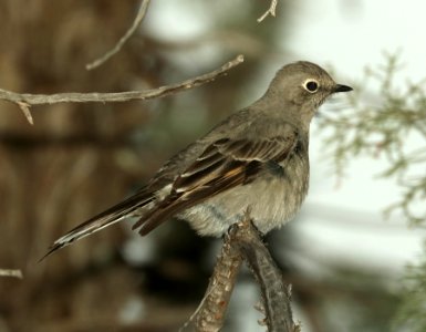 737 - TOWNSEND'S SOLITAIRE (2-14-2019) proctor road trail, madera canyon, pima co, az -03