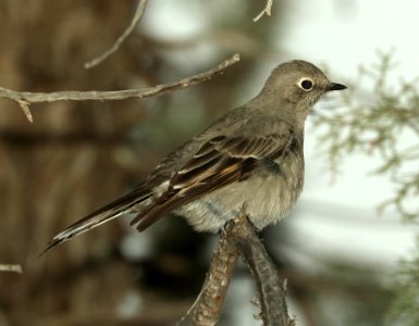 737 - TOWNSEND'S SOLITAIRE (2-14-2019) proctor road trail, madera canyon, pima co, az -03 photo