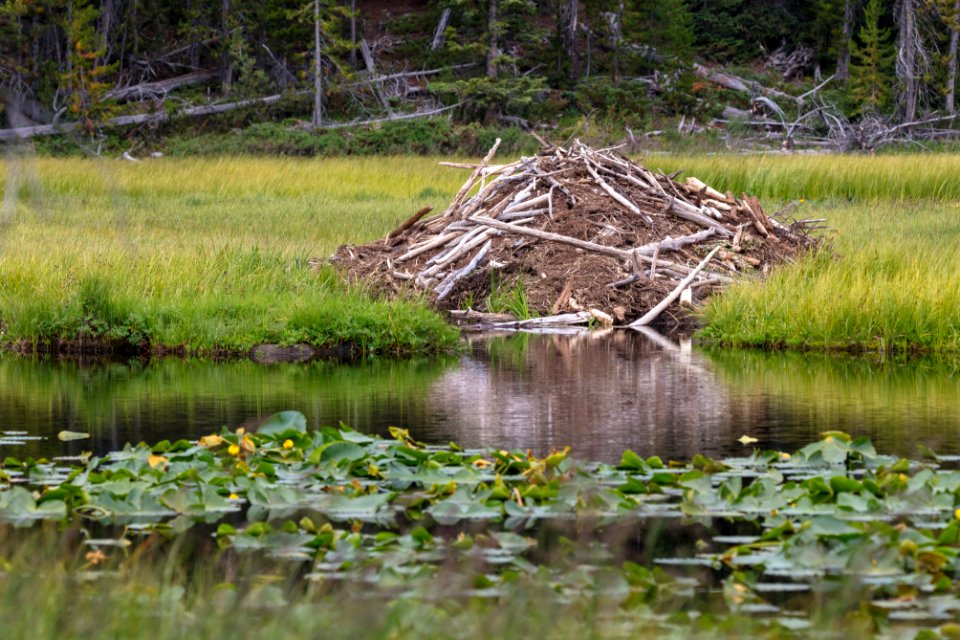 Beaver lodge near Shoshone Lake