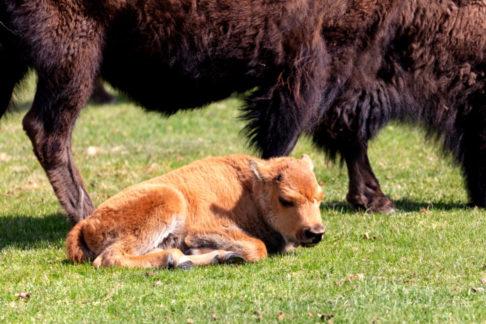 A bison calf naps while its mother grazes in Mammoth Hot Springs