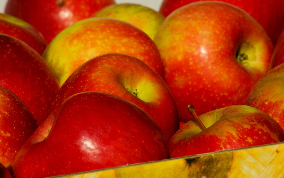 Red apple collection fall