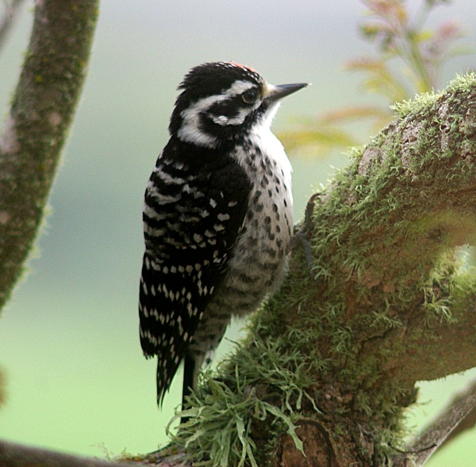WOODPECKER, NUTTALL'S (7-4-06) juv, canet rd, morro bay, slo co, ca