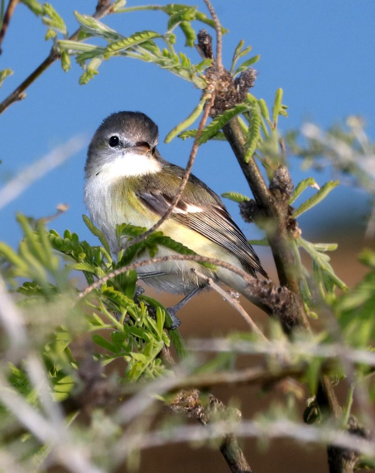 620 - BELL'S VIREO (3-22-2017) patagonia lake, santa cruz co, az -03