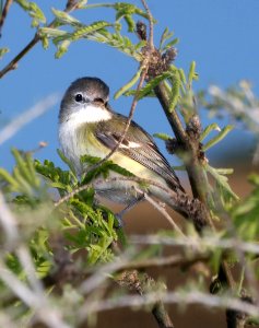 620 - BELL'S VIREO (3-22-2017) patagonia lake, santa cruz co, az -03