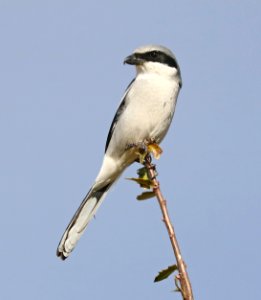 617 - LOGGERHEAD SHRIKE (12-11-2017) 78 circulo montana, patagonia lake ranch estates, scc, az -03