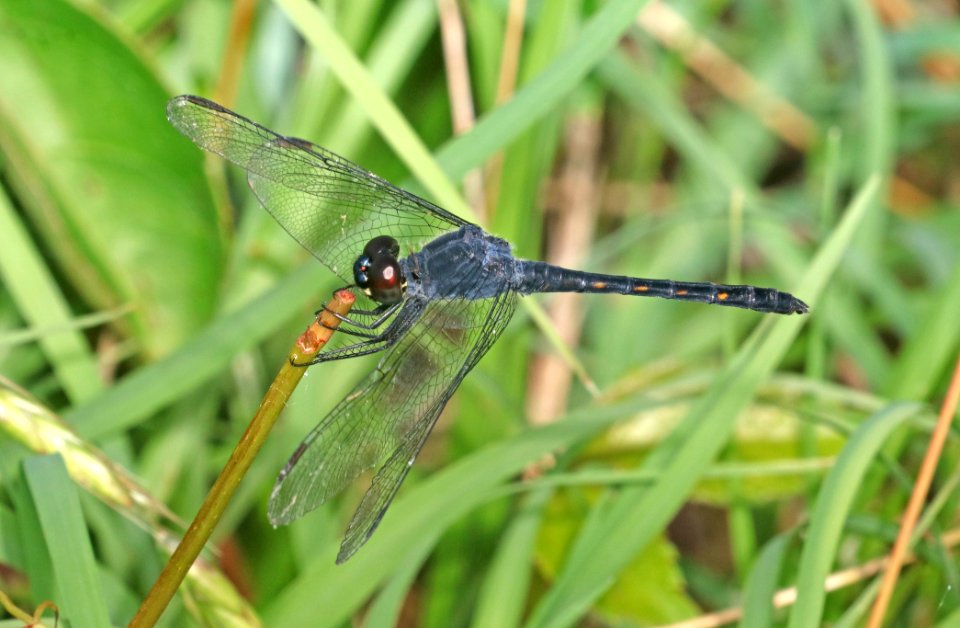 DRAGONLET, SEASIDE (Erythrodiplax berenice) (6-1-2017) male, pea island nwr, dare co, nc (2)