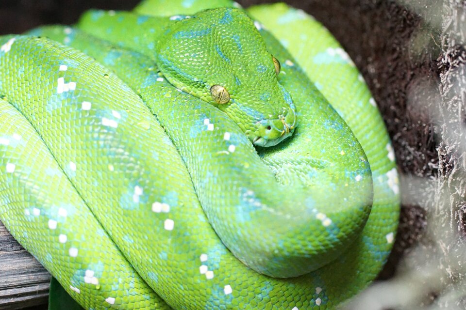 Non toxic zoo wild nature