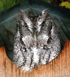 453 - EASTERN SCREECH OWL(11-14-2016) national butterfly center, missin, hidalgo co, tx (2)