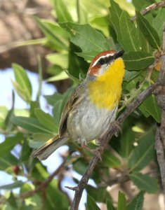 845 - RUFOUS-CAPPED WARBLER (5-8-2020) guindani trail, whetstone mts, cochise co, az -07