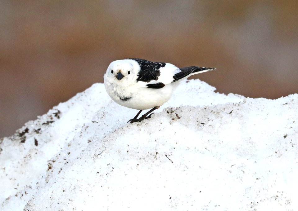 794 - SNOW BUNTING (6-17-2016) barrow, alaska -03