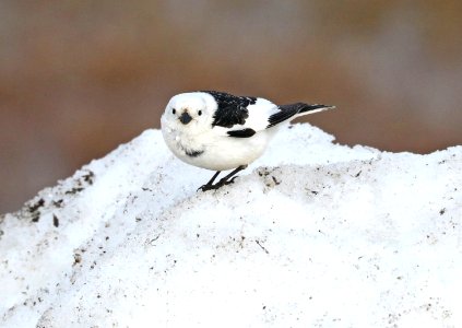 794 - SNOW BUNTING (6-17-2016) barrow, alaska -03