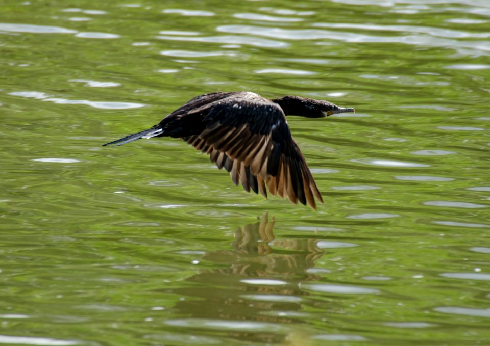 Neotropic Cormorant