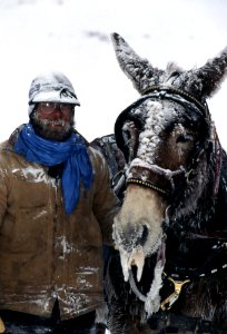 Wrangler, Ben Cunningham, and Billy, the mule, taking food to wolf pen in strong wind and -25 degrees F