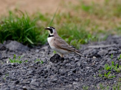 Horned Lark