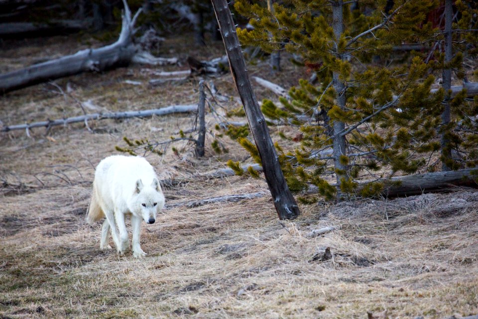 Alpha female, Canyon pack