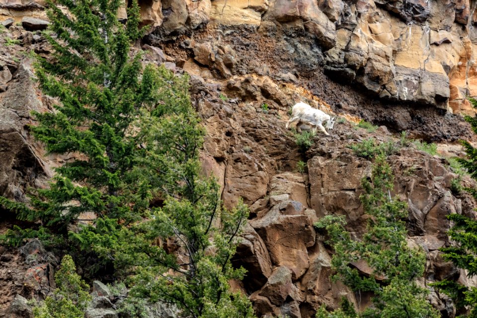 Mountain goat searching for food in Sheepeater Canyon