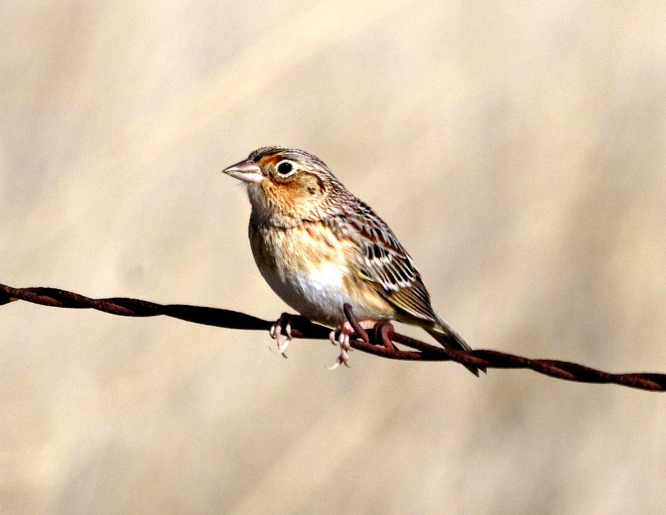 884 - GRASSHOPPER SPARROW (3-10-2017) san rafael grasslands, santa cruz co, az -01