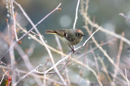 Ruby-crowned kinglet (Regulus calendula) near Rescue Creek