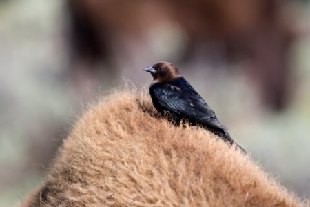 Cowbird, Lamar Valley