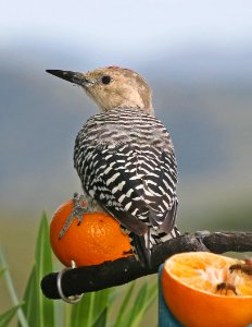 525 - GILA WOODPECKER (8-26-2015) 78 circulo montana, patagonia lake ranch estates, scc, az -01