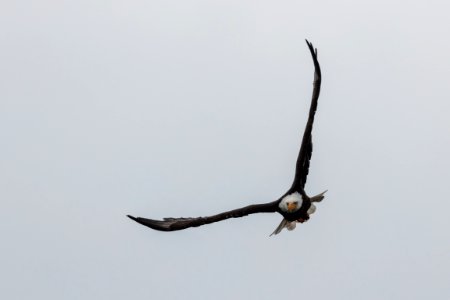 Bald eagle over Yellowstone Lake photo
