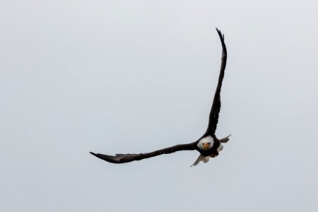 Bald eagle over Yellowstone Lake
