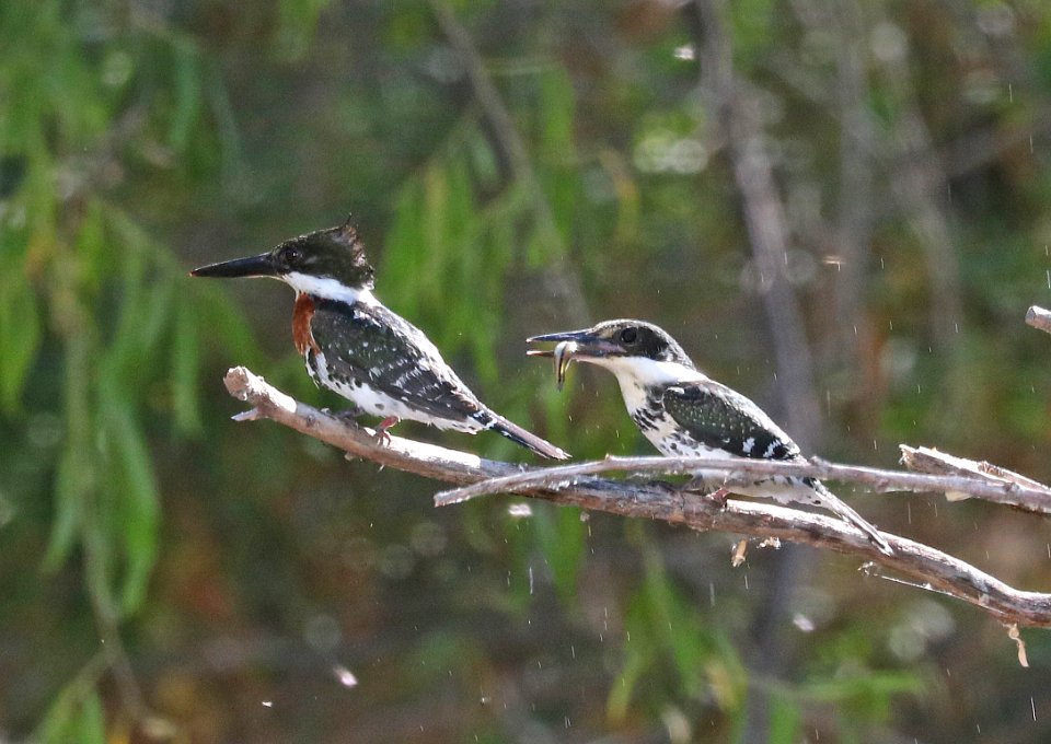 520 - GREEN KINGFISHER (5-24-2017) patagonia lake, santa cruz co, az - 04 male, and juv female with fish
