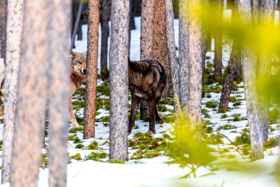 Members of the Canyon Pack gaze through the trees