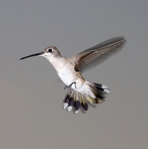 499 - BLACK-CHINNED HUMMINGBIRD (3-21-2017) 78 circulo montana, patagonia lake ranch estates, scc, az -01