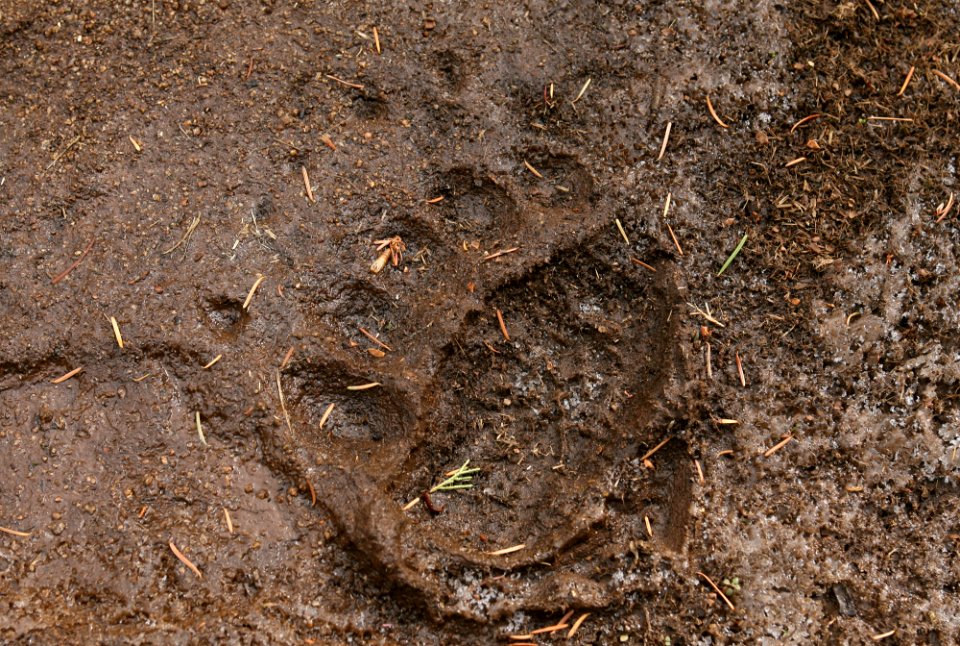 Grizzly bear track