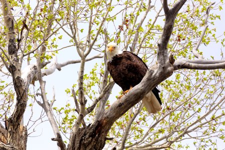 Bald eagle perched in a tree along the Yellowstone River (2) photo