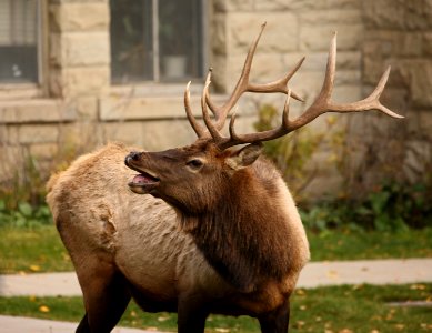 Bull elk bugling in Mammoth Hot Springs photo