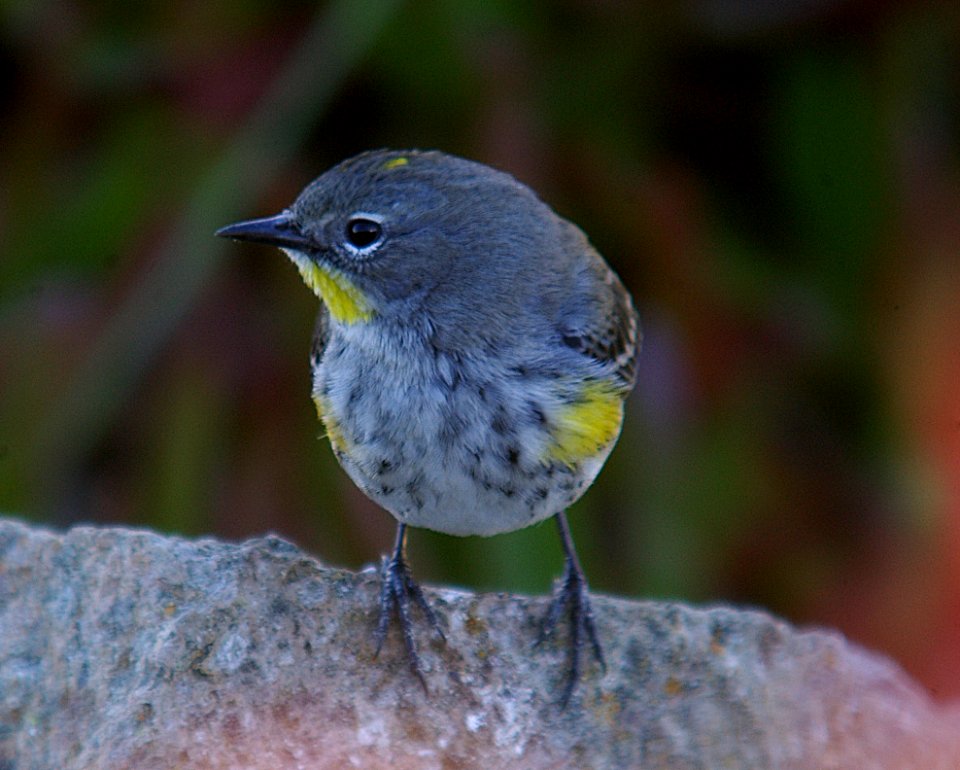 WARBLER, YELLOW-RUMPED (11-30-06) slo co, ca