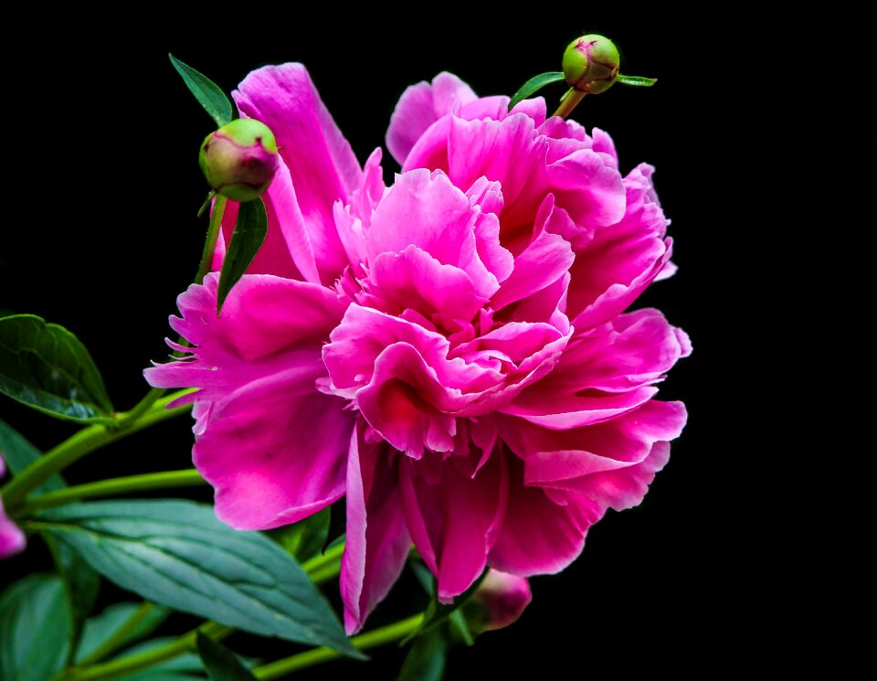 Paeonia perennial spring flower