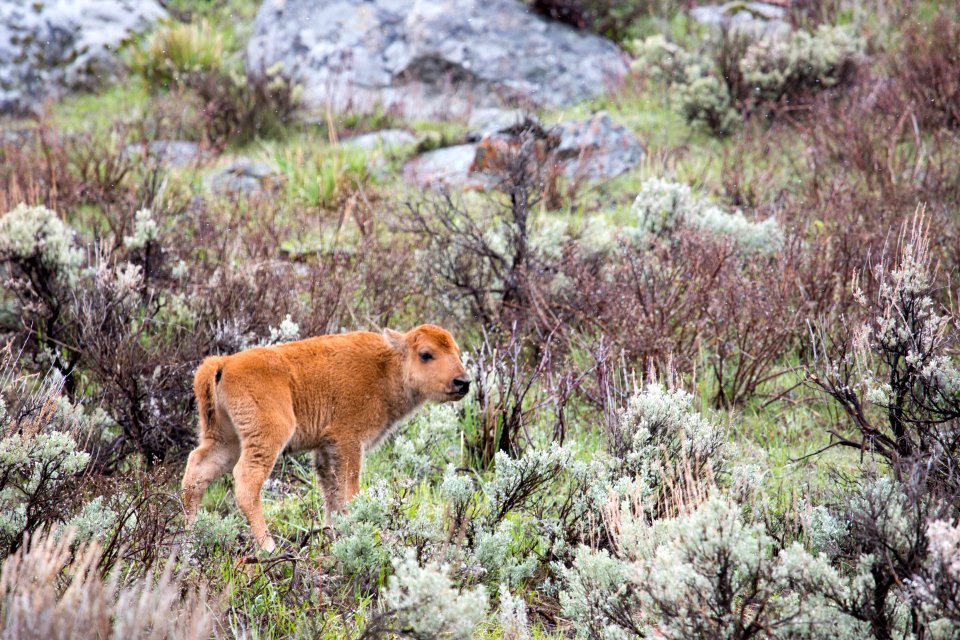Bison calf