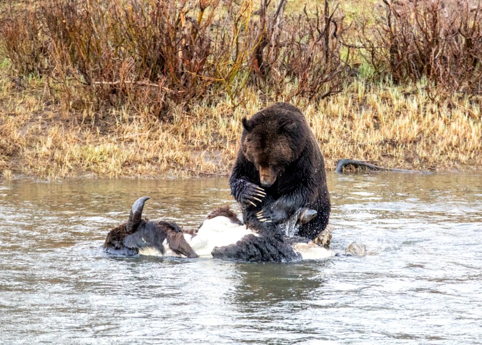 Grizzly bear on bison carcass in Lamar Valley