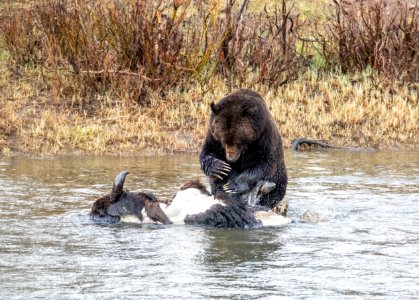 Grizzly bear on bison carcass in Lamar Valley photo