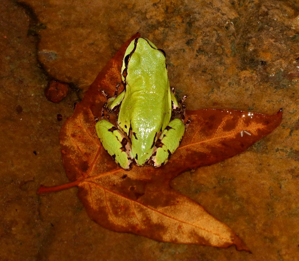 TREEFROG, ARIZONA (Hyla wrightorum) (10-1-2020) bear canyon, huachuca mts, cochise co, az -01