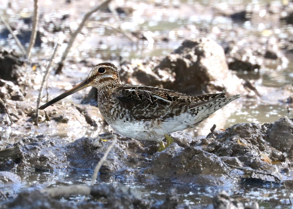 334 - WILSON'S SNIPE (4-13-2017) patagonia lake, santa cruz co, az -01