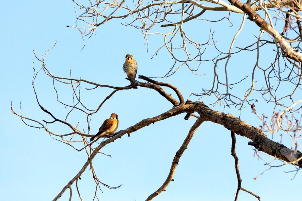 Two American kestrels perched in an aspen tree